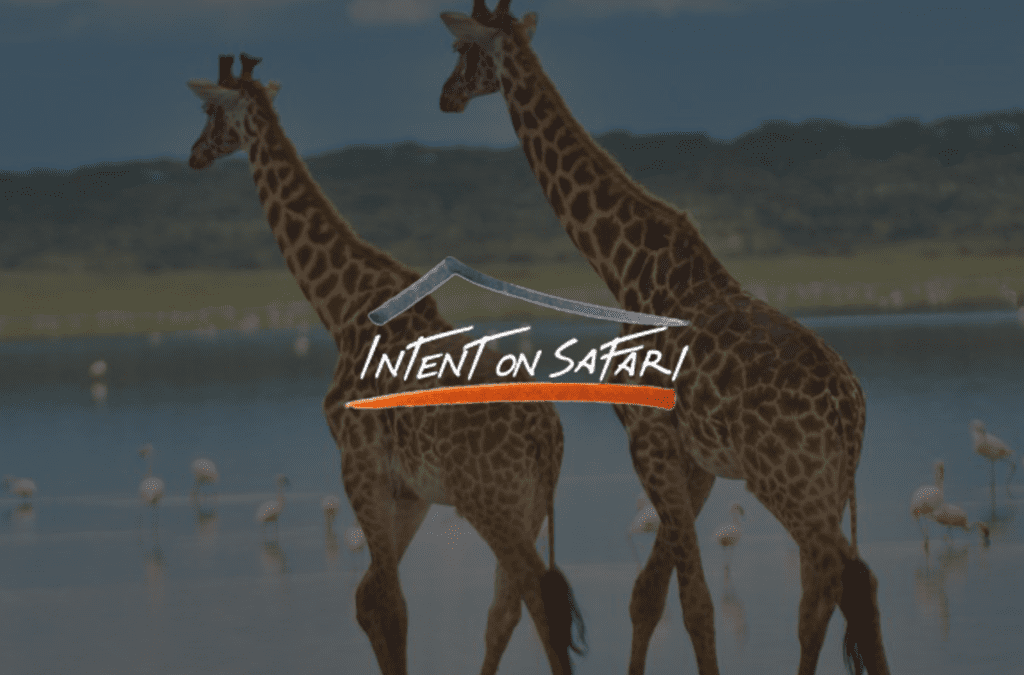 Intent on Safari