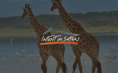 Intent on Safari