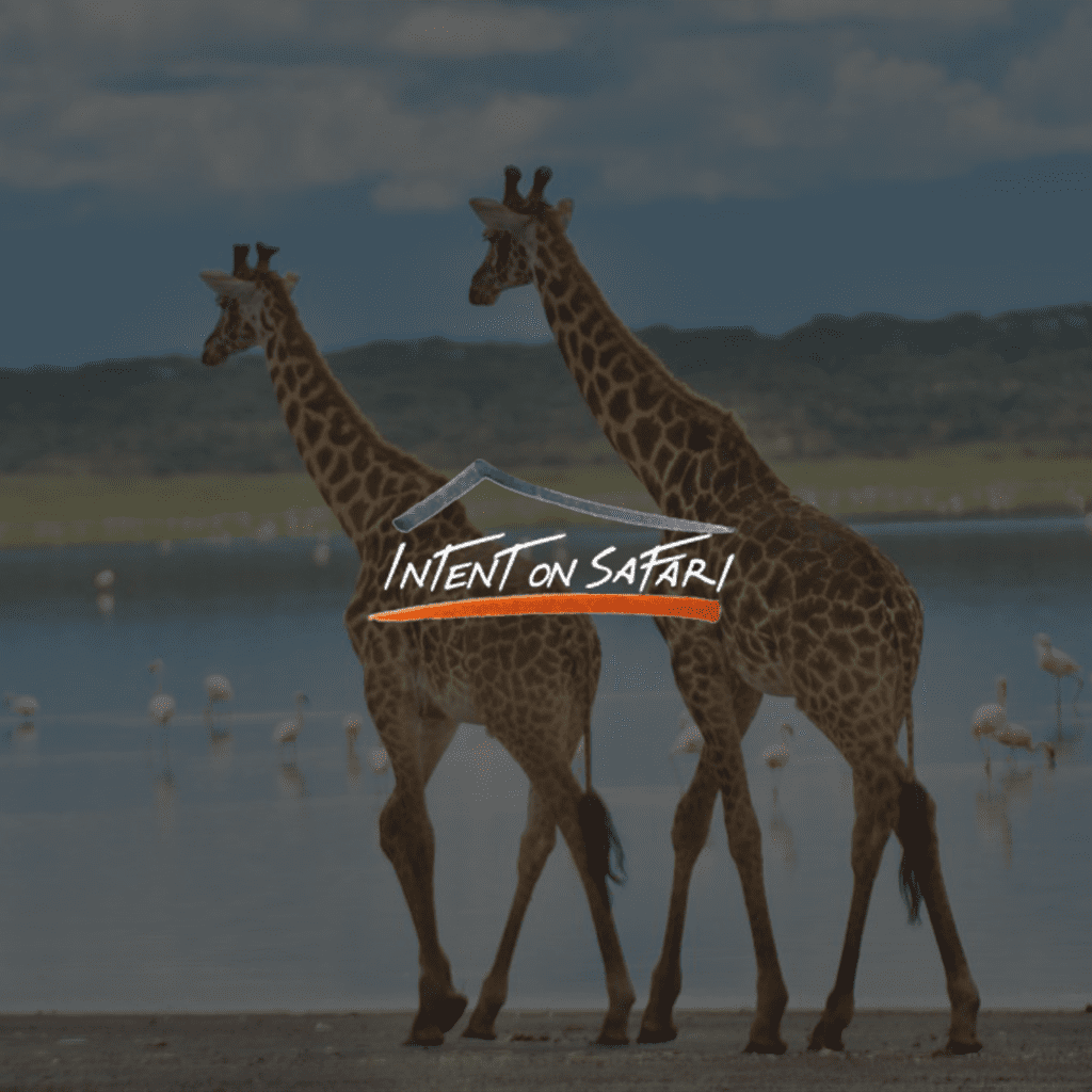 intent on safari