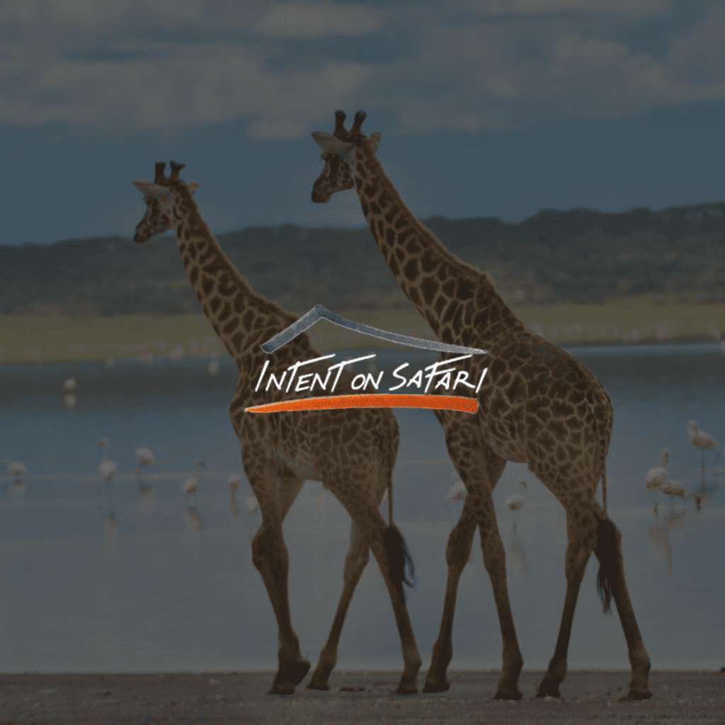 Intent on Safari